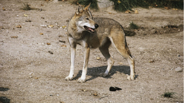 GETTY 111713 WOLF?  SQUARESPACE CACHEVERSION=1384697799383