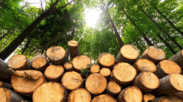 Sustainable crop, timber production can reduce extinction of species by 40%: Study