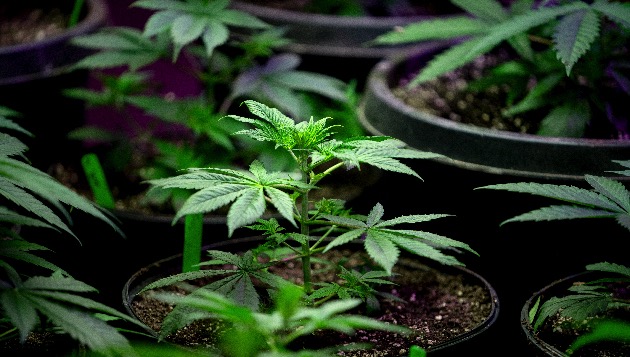 Marijuana in Massachusetts, what happens now that it's legal? - News @  Northeastern
